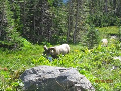 Long Horn Sheep Glacier National Park 3