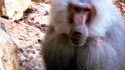 i obez]yana - chudo prirodi.jpg