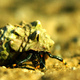 Hermit Crab