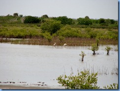 7768 Black Point Wildlife Drive, Merritt Island National Wildlife Refuge, Florida - White ibises