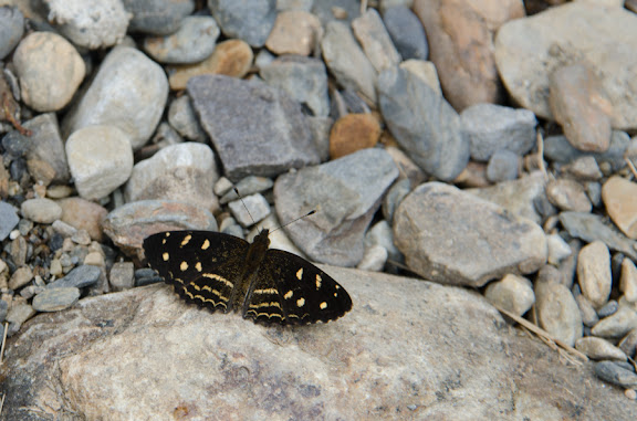Des Yungas au Beni - Dagon pusilla (SALVIN, 1869) ou Dagon catula (HOPFFER, 1874). Nord de Coroico à 1007 m d'alt. (Yungas, Bolivie), 17 octobre 2012. Photo : C. Basset