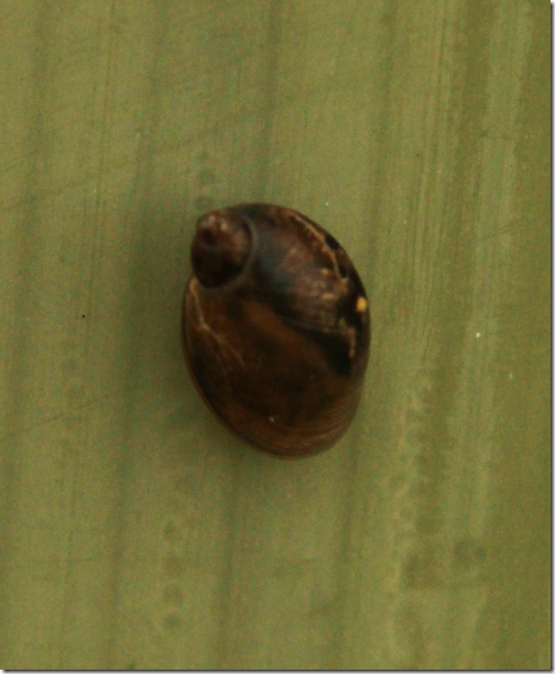 17 pos-amber-snail