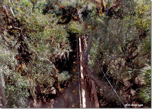 Myakka swing trees140