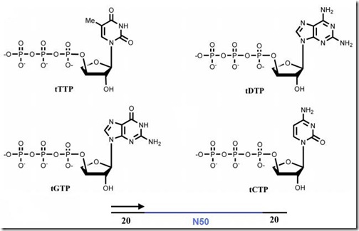 Ichida et al. (2005). doi:10.1093/nar/gki840 Ichida et al. (2005). doi:10.1093/nar/gki840