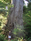 california_sequoia