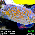 Siganus_punctatus.jpg