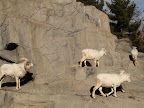 denver_zoo