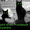 mr. fizzlebush squared jarod kintz.jpg