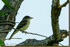 Willow?Alder Flycatcher