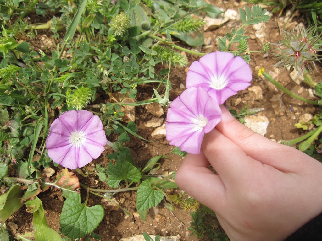 [IMG_4318%255B3%255D.jpg]