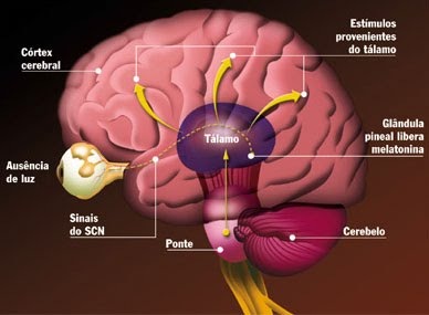 [Gl%25C3%25A2ndula%2520Pineal%255B3%255D.jpg]