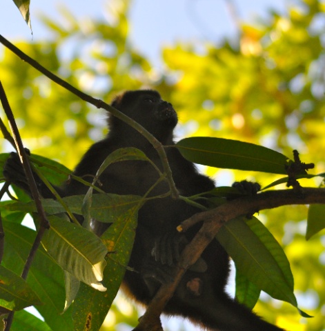 DSC_0376.jpg DSC 0376