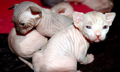 gato-extraterrestre-08.jpg