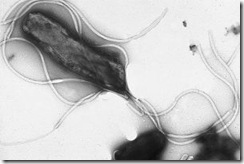 EMpylori EMpylori