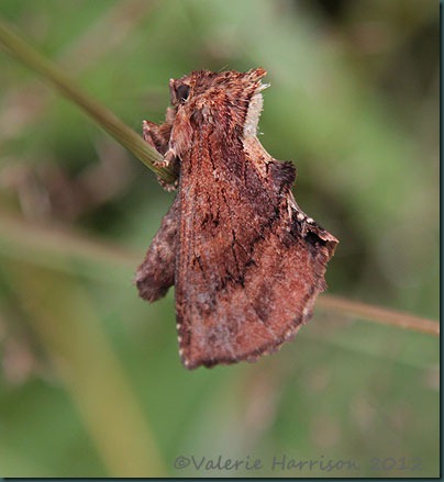 Coxcomb-prominent-2 Coxcomb-prominent-2