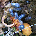 Pill bugs