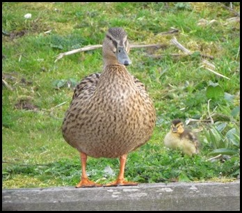 9 Lone Duckling 9 Lone Duckling