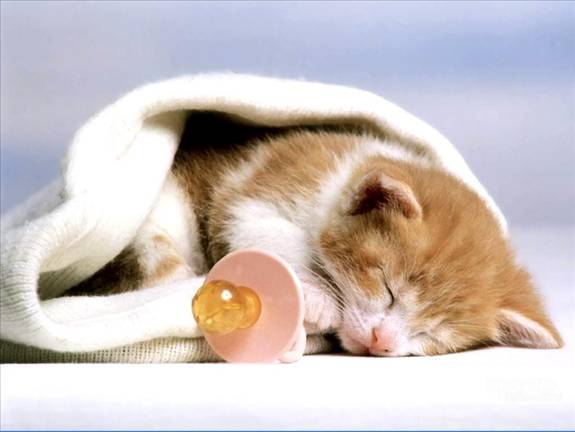 Image Dimension: 512x385 :: I am love these Cats I am love these Cats