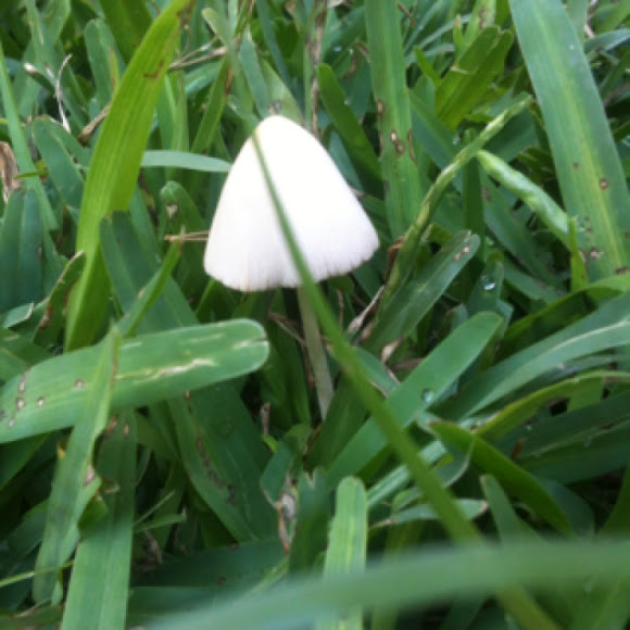 Spotting Image 1