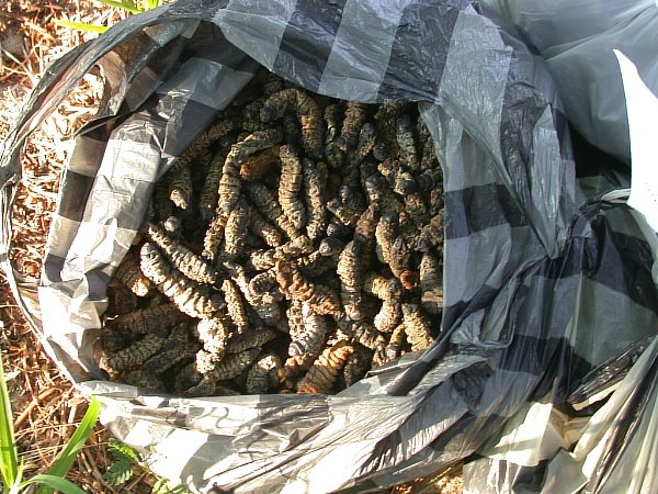 [Harvested_Mopanes%255B3%255D.jpg]