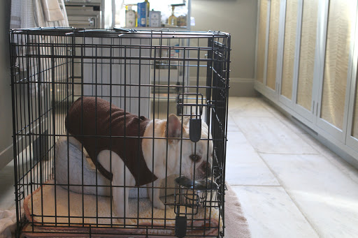 There's nothing wrong with me, so why am I locked up in this crate?