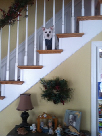 [higgins%2520stair%2520case%255B3%255D.jpg]