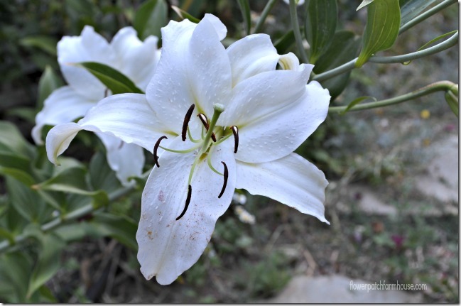 white lily aug 10