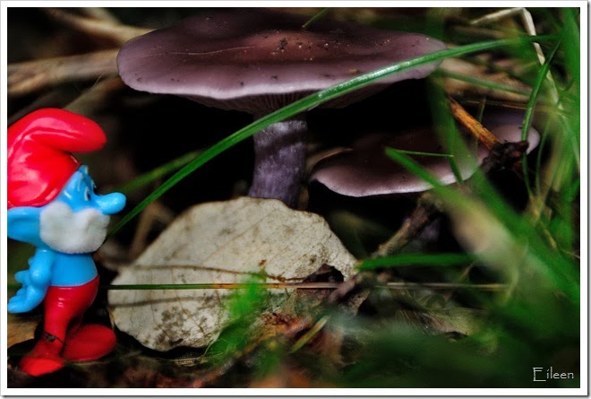 DSC_0310 DSC_0310