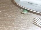 A special friend made an appearance while we were photographing the reception tables before the ceremony.