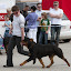 Rottweiler hodowla szczenięta Toro Negro -008.JPG