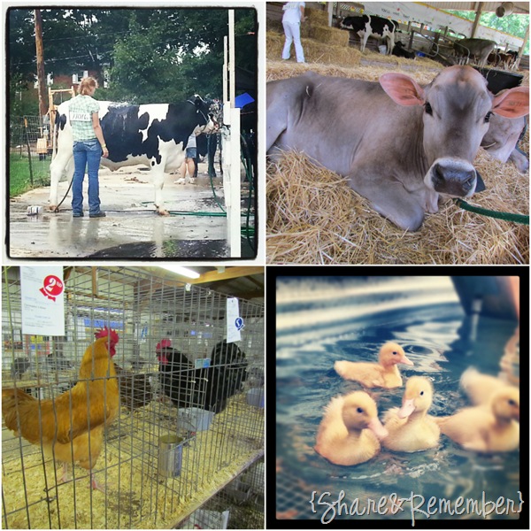 [Fair%2520Animals%255B8%255D.jpg]