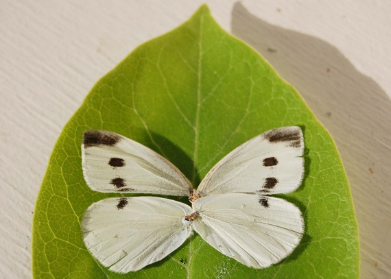 [WhiteButterfly2.jpg]