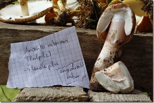 Perlpilz Amanita rubescens