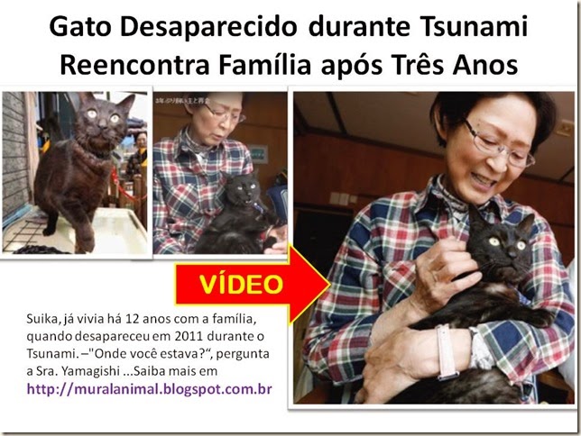 Gato Desaparecido durante Tsunami Reencontra Família após Três Gato Desaparecido durante Tsunami Reencontra Família após Três