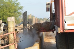 feed cows 003 feed cows 003