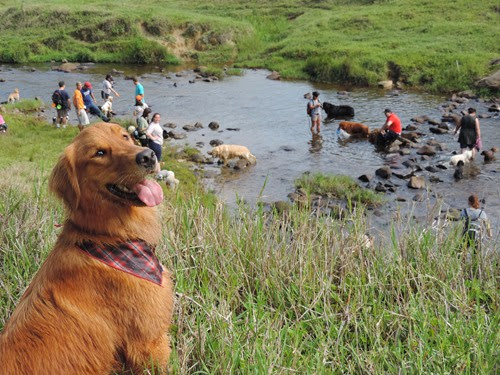 Dogs Trekking 6 (89) Dogs Trekking 6 (89)