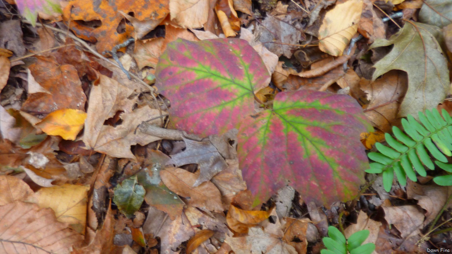 [Lantern-Hill-Hike_0618.jpg]