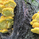 sulfur shelf