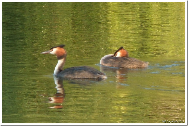 SAM_1767 Grebe SAM_1767 Grebe