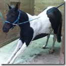 Yoga Horse - Miakoda