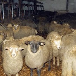 Schlachten