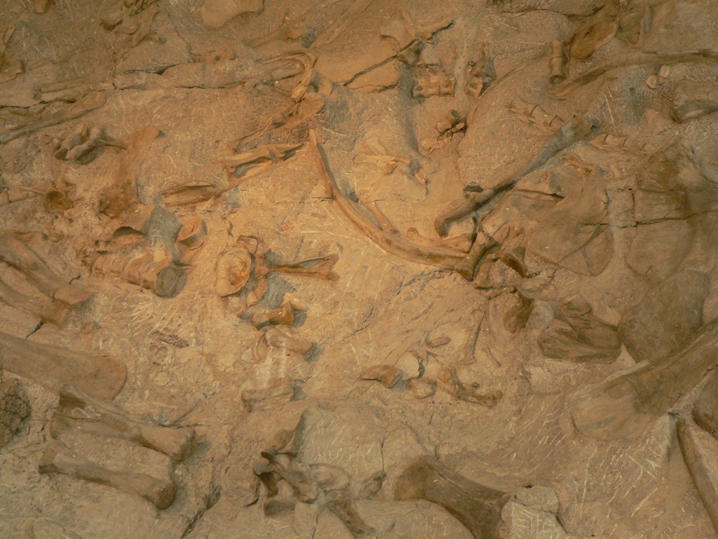 [13---Dinasour-0064.jpg]