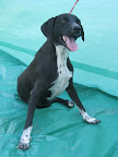 ARTURO. Macho 3 años. Amoroso, juguetón, sociable, travieso. Le falta la patita izquierda pero eso no le impide jugar con todos