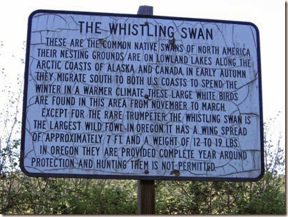 IMG_1873 Whistling Swan Sign on April 22, 2006