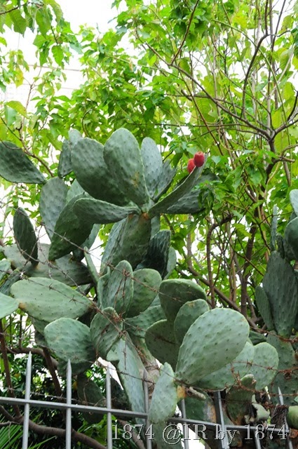 [IRS_7037%255B9%255D.jpg]