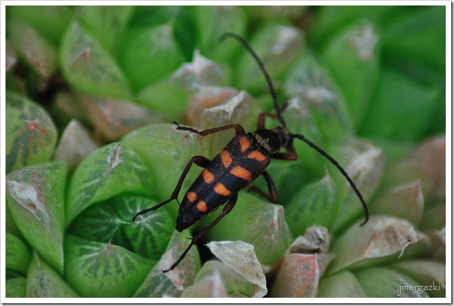 Leptura aurulenta Fabricius, 1792 Leptura aurulenta Fabricius, 1792