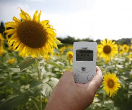 [1316440230_148839-thousands-of-sunflowers-planted-in%255B4%255D.jpg]