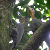 Great Slaty Woodpecker-02.jpg