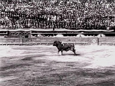 Toro en la plaza