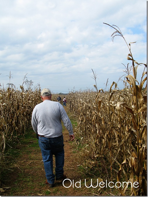 corn maze